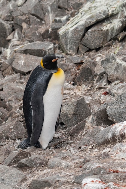 Emperor Penguin (Aptenodytes forsteri) in Port Lockroy, Goudier Island, Antarctica – Free Stock Photo, Download for Free