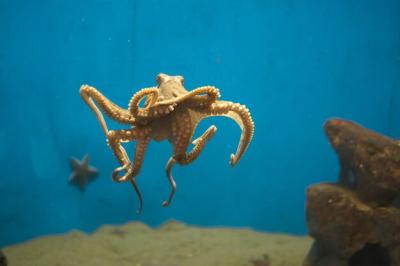 Octopus Swimming in the Sea – Free Stock Photo for Download