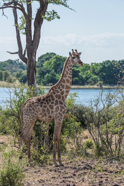 Giraffe by a Tree Under a Clear Sky – Free Stock Photo, Download Free