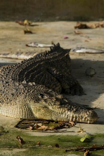 Close-up of Crocodile – Free Download, Free Stock Photo