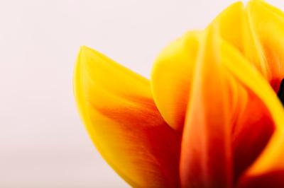 Macro Shot of Yellow Flower Petal – Free Download