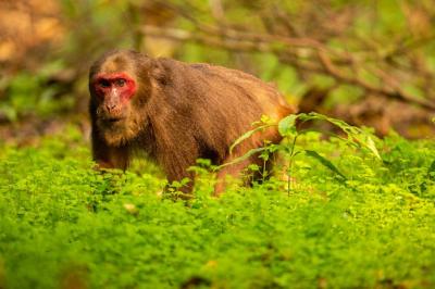 Stumptailed Macaque: Wild Monkey in India’s Beautiful Jungle – Free Download