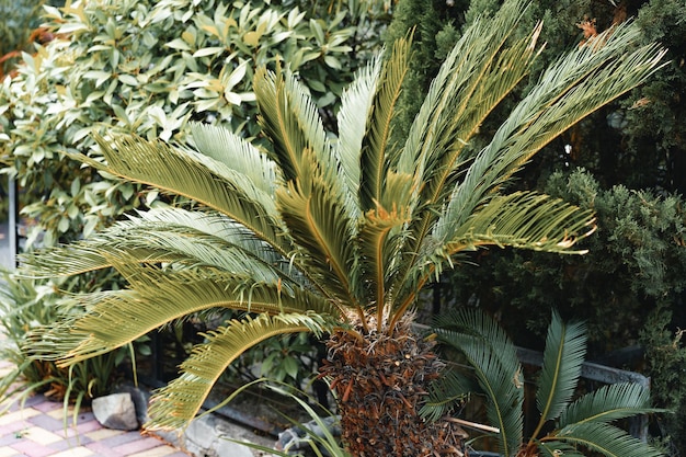 Close-Up of Palm Tree Leaves – Free Stock Photo, Download Free