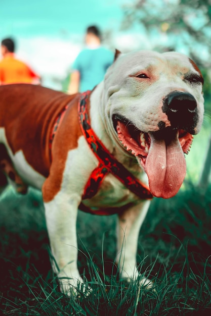 American Staffordshire Terrier Closeup – Free Download Stock Photo