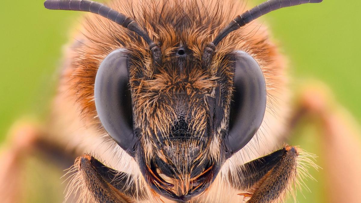 Unique Angry Bee Images on iStockphoto