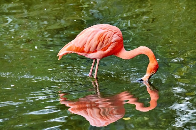 Bird Reflected in Serene Lake – Free Download