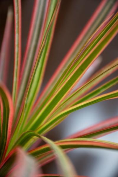 Beautiful Bicolor Plant Details – Free to Download Stock Photos