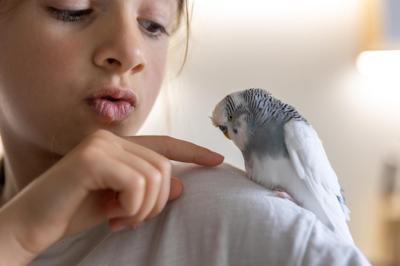 A Beautiful Little Girl Playing with a White and Blue Budgie – Free to Download