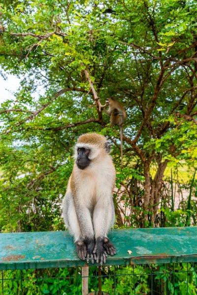 Monkey Sitting on a Metal Fence in Tanzania – Free Stock Photo for Download