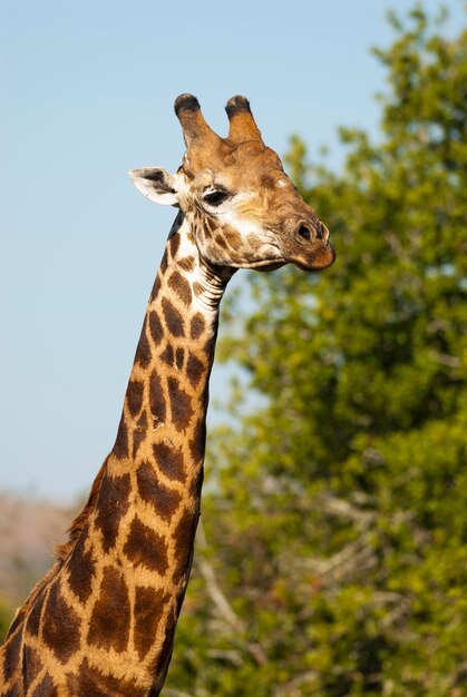 Giraffe at Kruger National Park, South Africa – Free Download