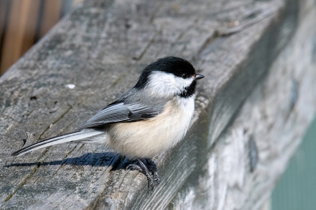 Carolina Chickadee Bird on Wooden Surface – Free Download