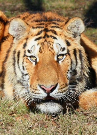 Tiger Portrait – Download Free Stock Photo