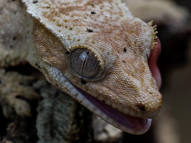 Gecko with Tongue Out – Free Stock Photo, Download for Free