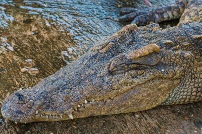 Crocodile with Mouth Open at Lakeshore – Free Stock Photo, Download Free