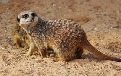 Meerkats on Sandy Field – Free Stock Photo, Download for Free