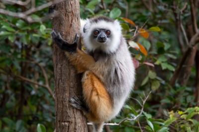 Diademed Sifaka Embracing a Palm Tree: A Unique Madagascar Primate – Free Download