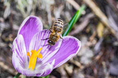 Beautiful Purple Crocus Vernus Flower with a Bee – Free Download