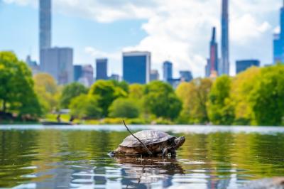 Closeup Shot of a Turtle in a Pond in Central Park, New York – Free Download