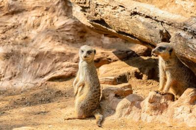 Meerkat Behavior: One Looks Around While the Other Changes Posts – Free Download