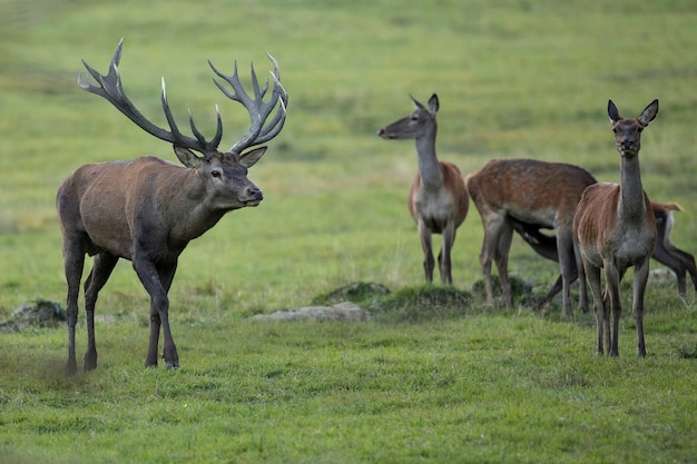 Red Deer in Their Natural Habitat During the Deer Rut – Free Stock Photo, Download for Free