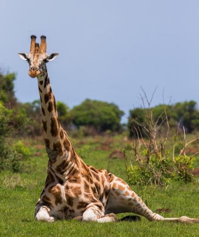 Giraffe Relaxing on Grass – Free Stock Photo, Download for Free