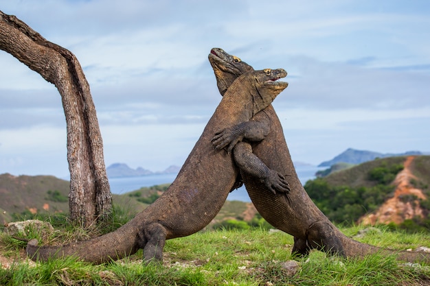 Rare Encounter of Two Komodo Dragons Fighting – Free Download, Free Stock Photo