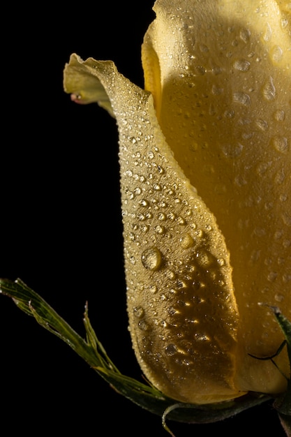 Stunning Macro of a Yellow Rose – Free Download