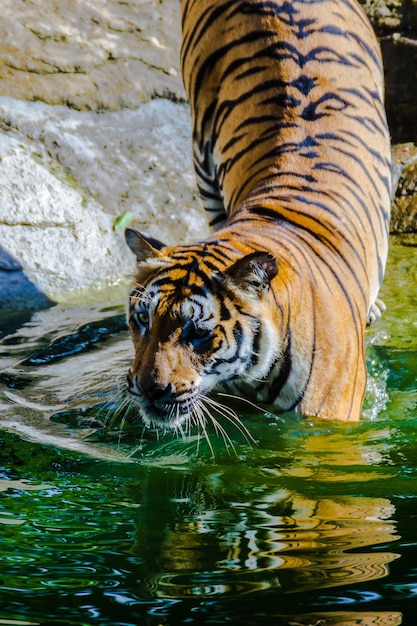 Tiger by a Lake at the Zoo – Free Stock Photo Download