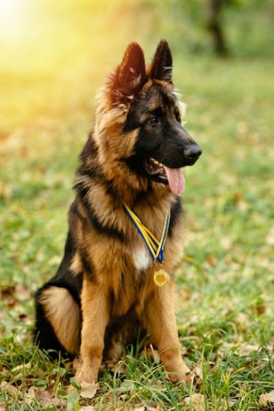 Champion German Shepherd on Grass with Golden Medals at Sunset – Free Stock Photo Download