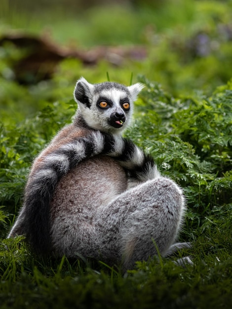 Ringtailed Lemur – Free Stock Photo for Download