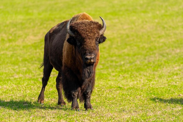 Big Bison in Nature – Free Download, Free Stock Photo