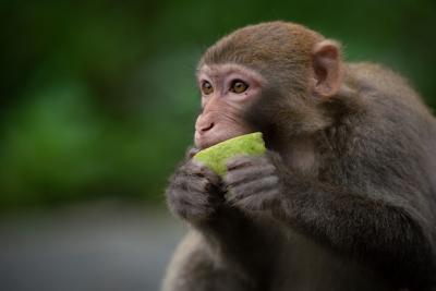 Cute Rhesus Macaque Monkey Eating – Free Stock Photo for Download