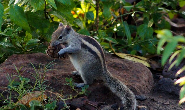 Close-up of Squirrel – Free Download, Free Stock Photo