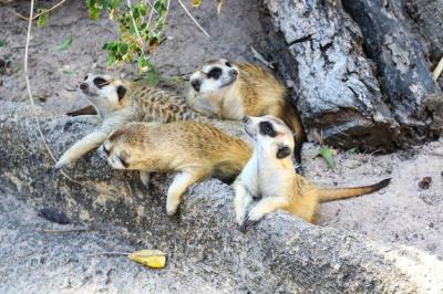 Meerkats Captured in a Zoo – Free Stock Photo, Download for Free