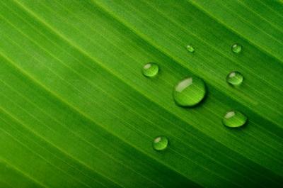 Banana Leaves with Water Drops – Free Download, Free Stock Photo