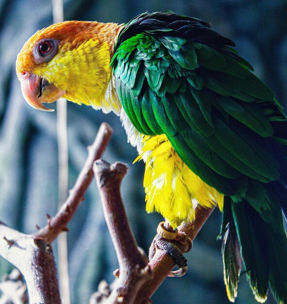 Close-up of Parrot Perching on Branch – Free Stock Photo, Download Free