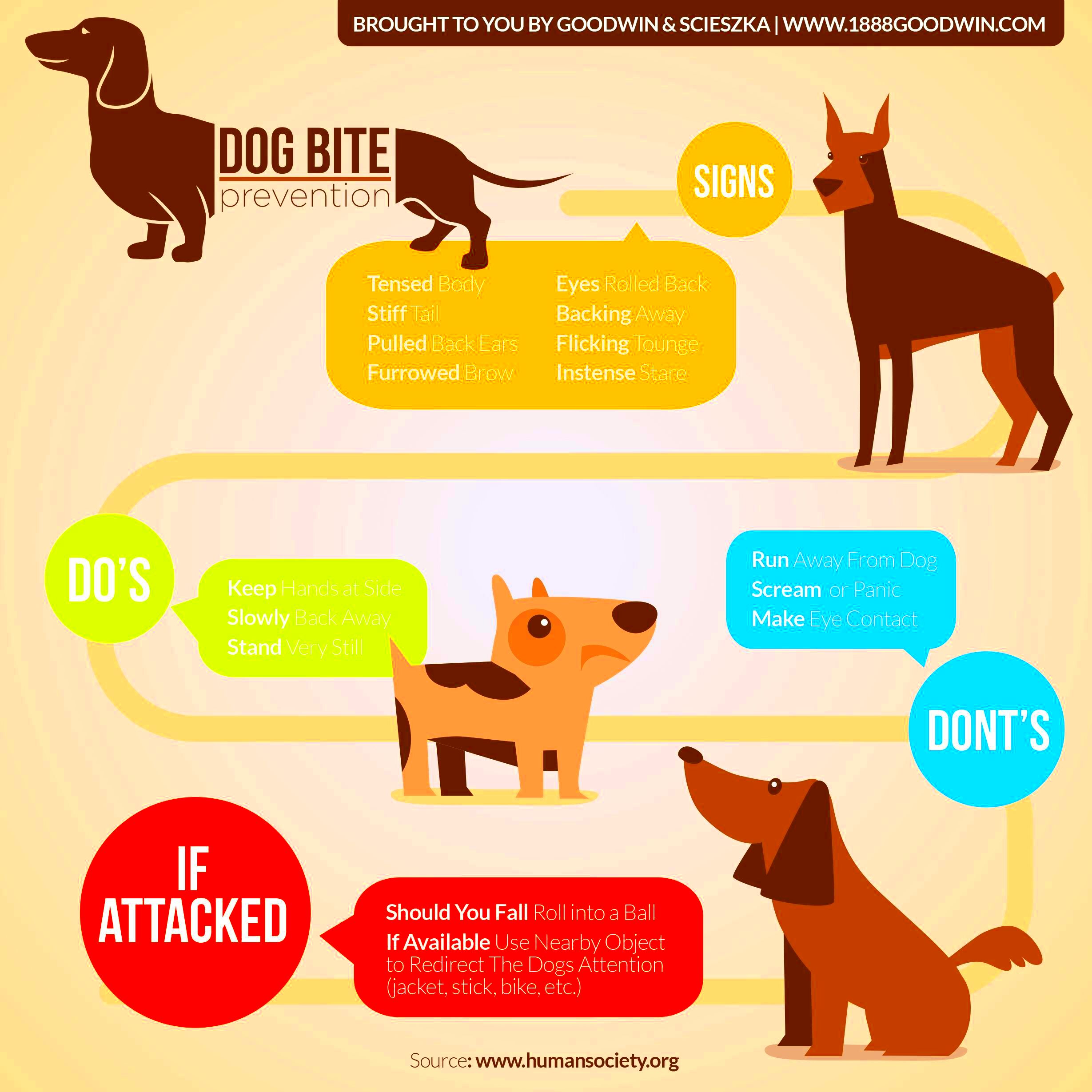 Dog Bite Prevention infographic Dog bite prevention Dog biting Dog 