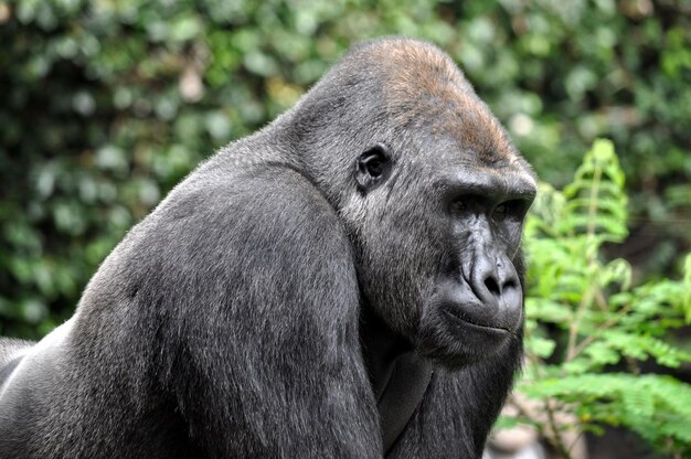 Close-Up of Gorilla – Download Free Stock Photo