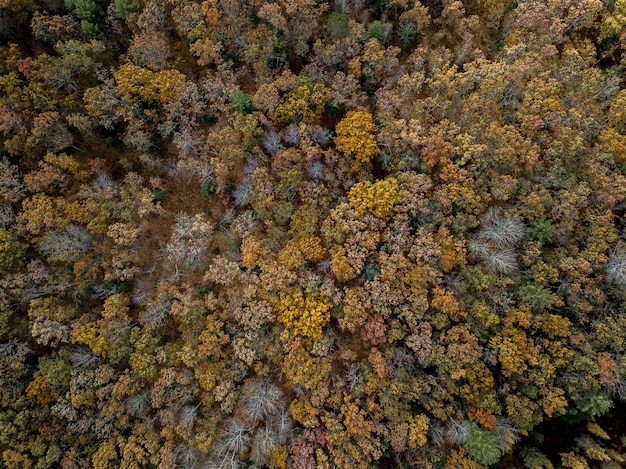 Stunning Forest with Colorful Trees – Free Stock Photo for Download