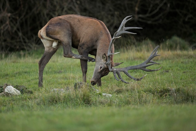 Red Deer in Natural Habitat During Deer Rut – Free Download