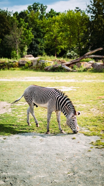 Lonely Zebra Eating Grass in Czech Republic Zoo – Free Stock Photo, Download Free