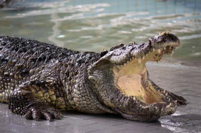 Close-Up of a Crocodile in Water – Free Stock Photo, Download for Free