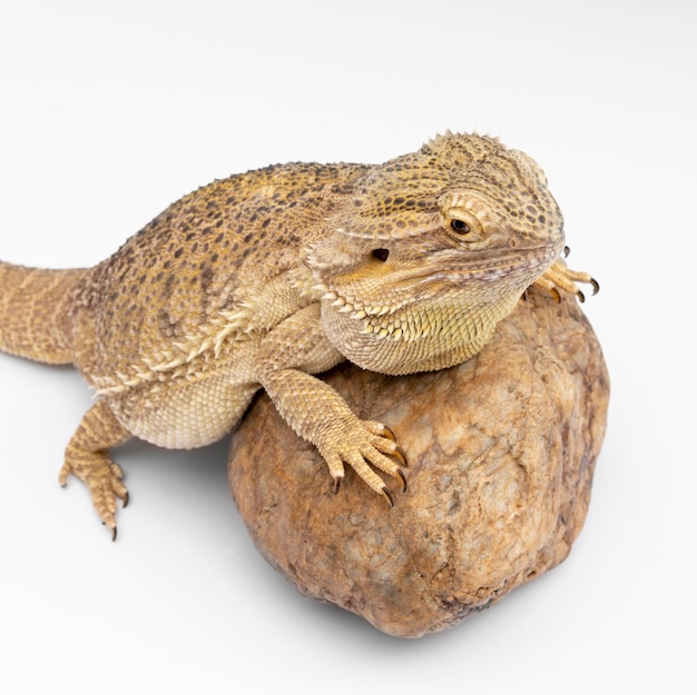 High Angle View of Iguana on Rock – Free Stock Photo, Download Free