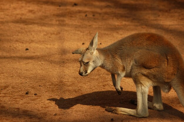 Side View of an Animal – Free Stock Photo, Download for Free