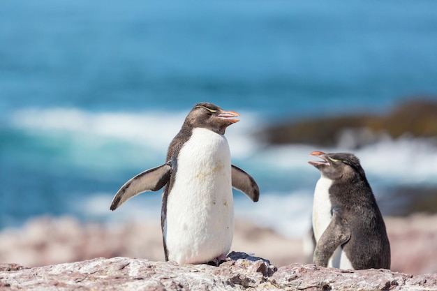 Rockhopper Penguins – Free Stock Photo for Download