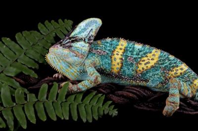 Chameleon Veiled on Branch – Free Stock Photo for Download