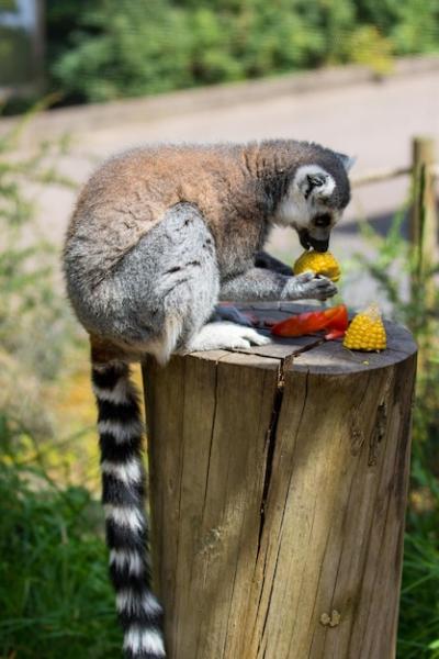 A Lemur Enjoying Corn on a Tree Stump – Free Stock Photo for Download