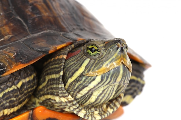 Turtle Head â Free Stock Photo for Download