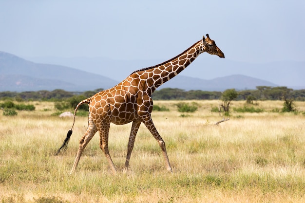 Giraffe Walking Through the Savannah Amidst Lush Vegetation – Free Stock Photo for Download