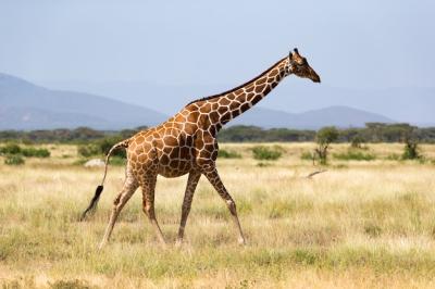 Giraffe Walking Through the Savannah Amidst Lush Vegetation – Free Stock Photo for Download